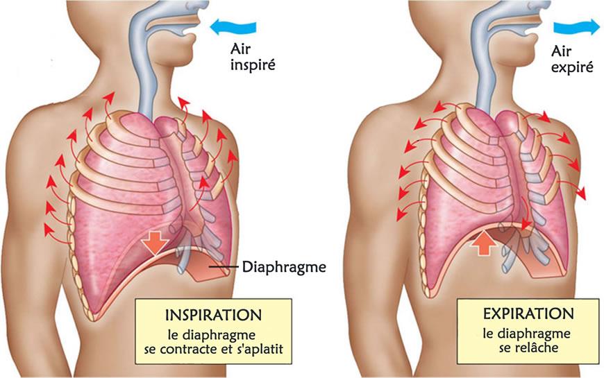 Diaphragme2