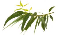 Eucalyptus radiata feuilles