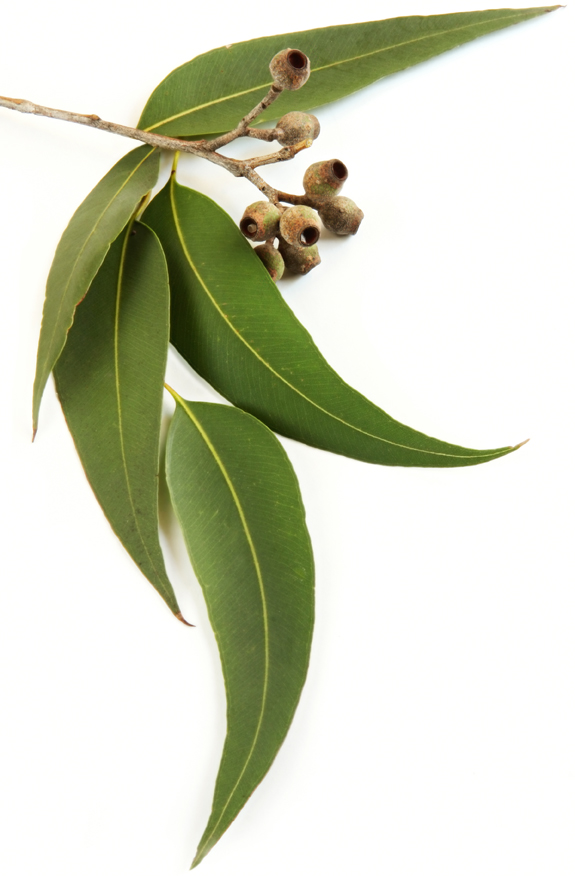 eucalyptus radiata bio 2