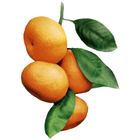 Huile essentielle mandarine verte bio