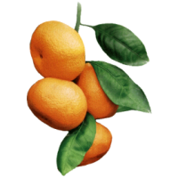 Huile essentielle mandarine verte bio