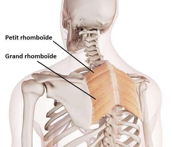 Muscles rhomboides
