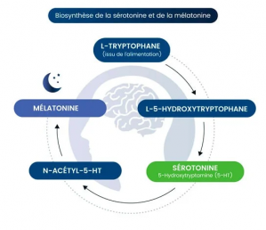 Production serotonine et melatonine