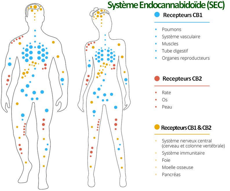 Systeme endocannabidoide